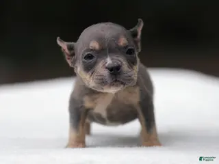 American Bully dogs for sale: Blue Tri Female - Ad 2