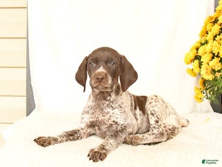 German Shorthaired Pointer dogs - Ad 20