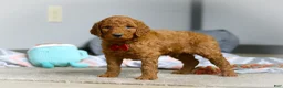 Goldendoodle dogs for sale: Milo F1b - Ad 3