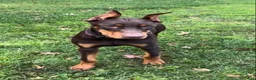 Doberman Pinscher dogs for sale: Diesel - Ad 3