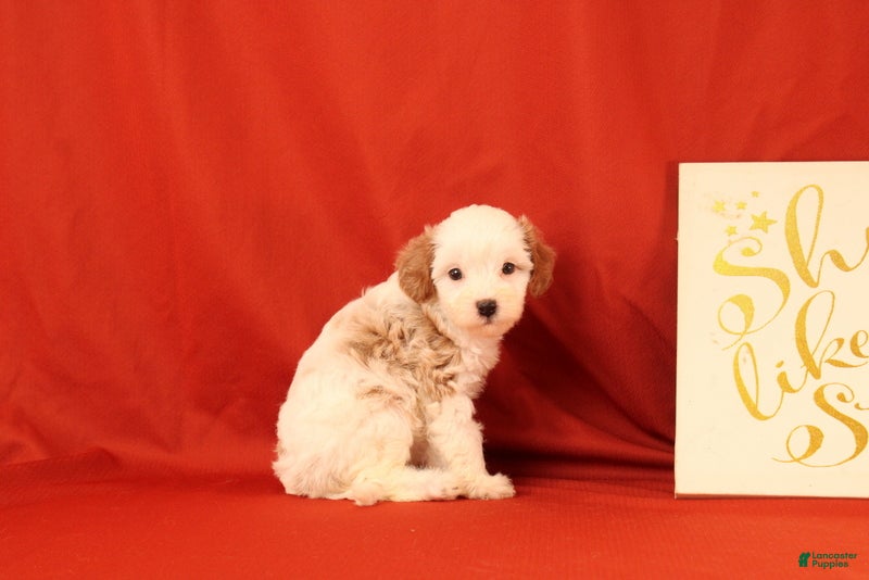 Cavapoo dogs Goergina - Ad 2