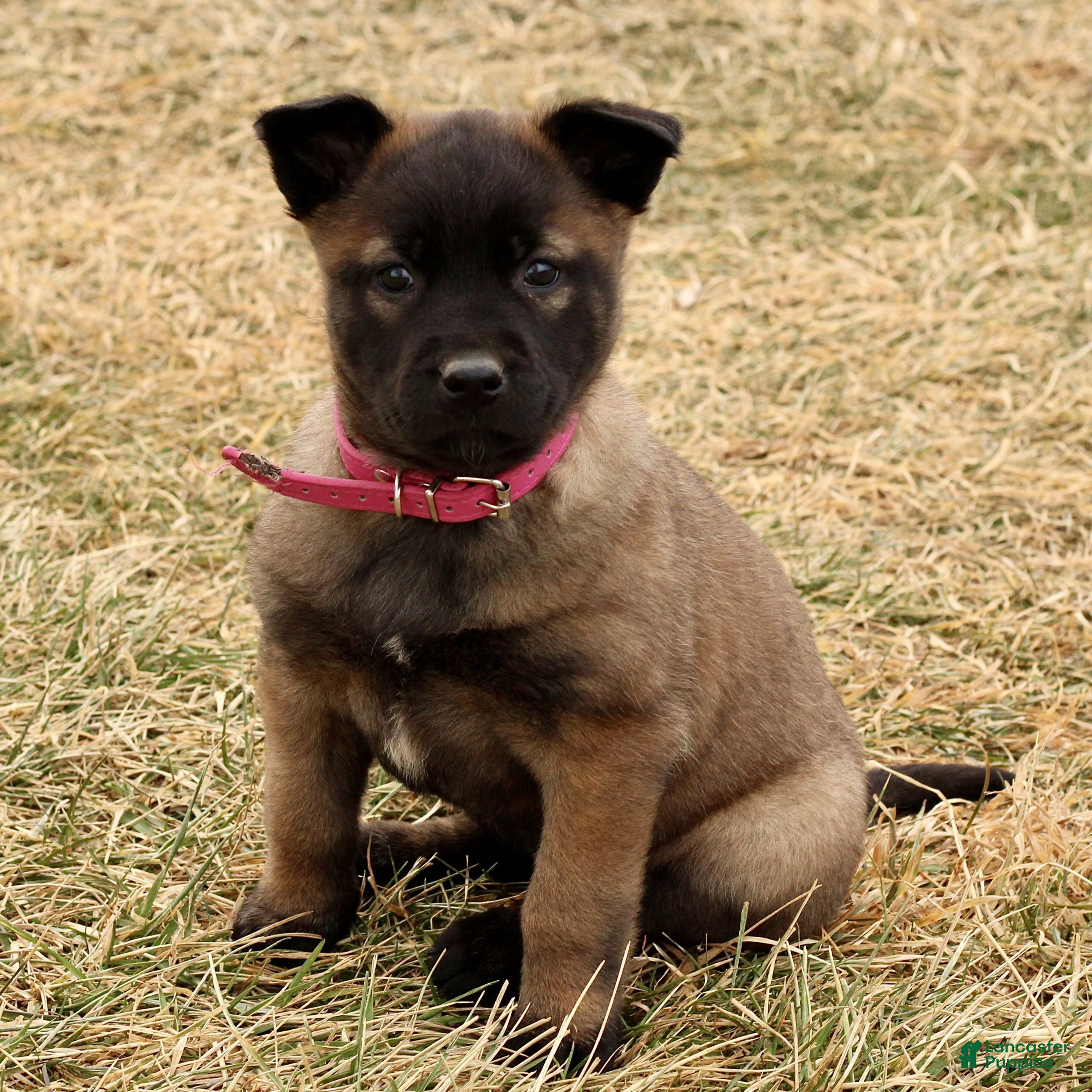 Belgian Malinois dogs Amelia  - Ad 12