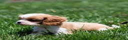 Cavalier King Charles Spaniel dogs for sale: Allen Cavalier King Charles Spaniel Puppy  - Ad 18