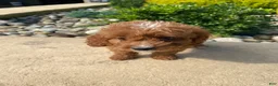 Cavapoo dogs for sale: Becky - Ad 6