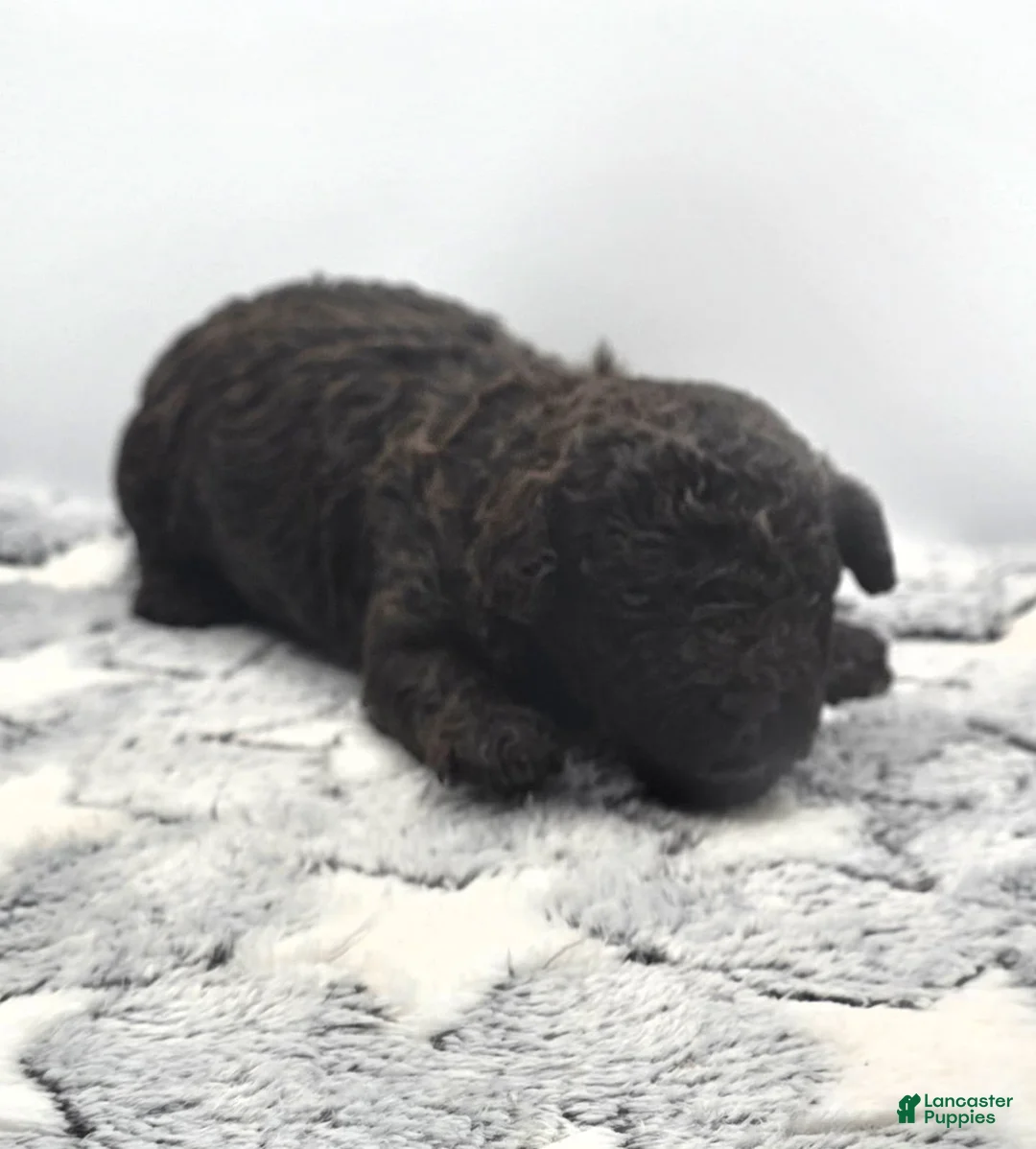 Miniature Poodle dogs for sale: Pudding - Ad 6