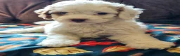 Cavapoo dogs for sale: Cavapoo 4 - Ad 4