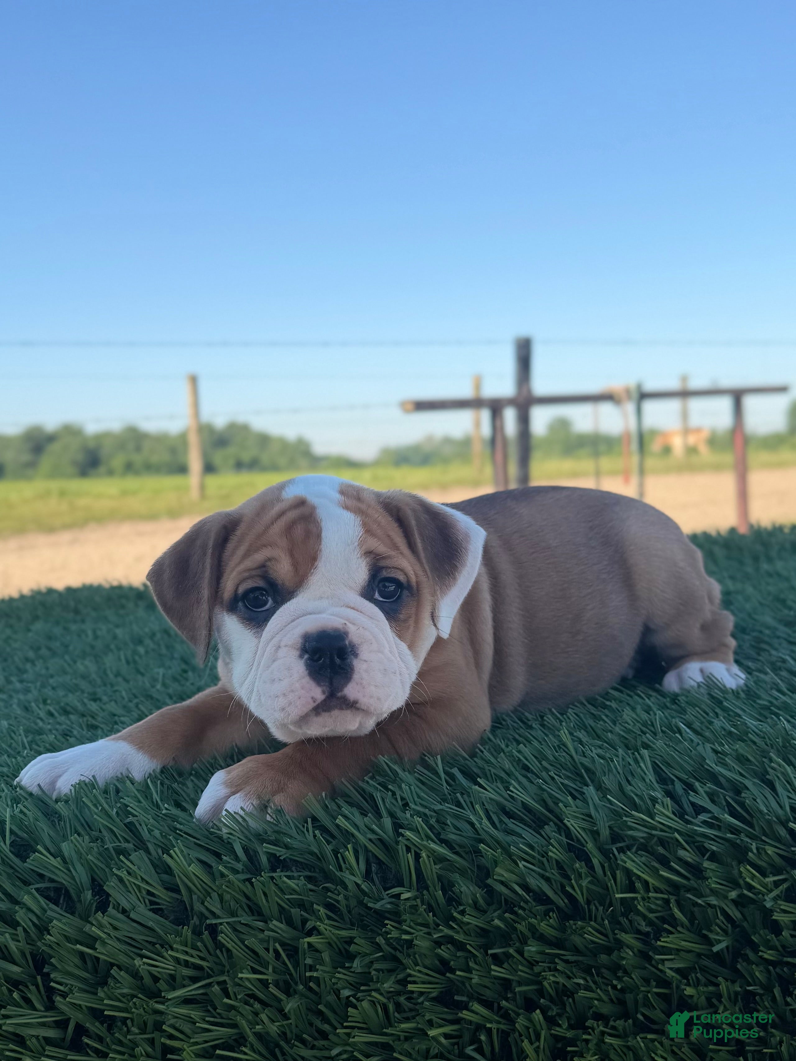 Olde English Bulldogge dogs Sadie - Ad 2
