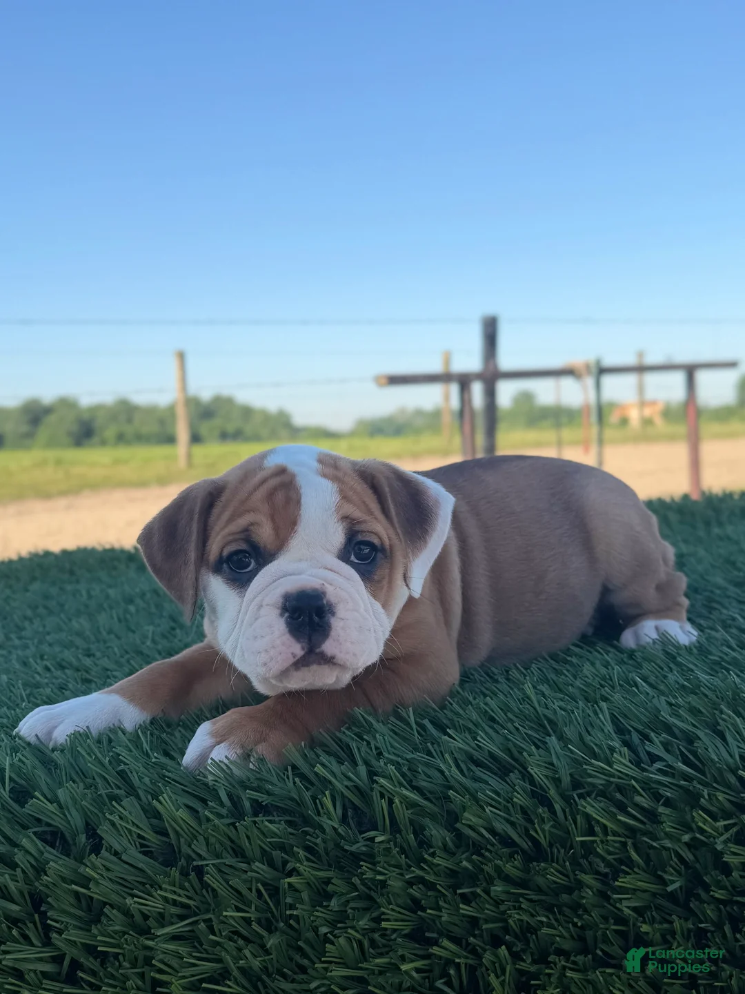 Olde English Bulldogge dogs for sale: Sadie - Ad 2