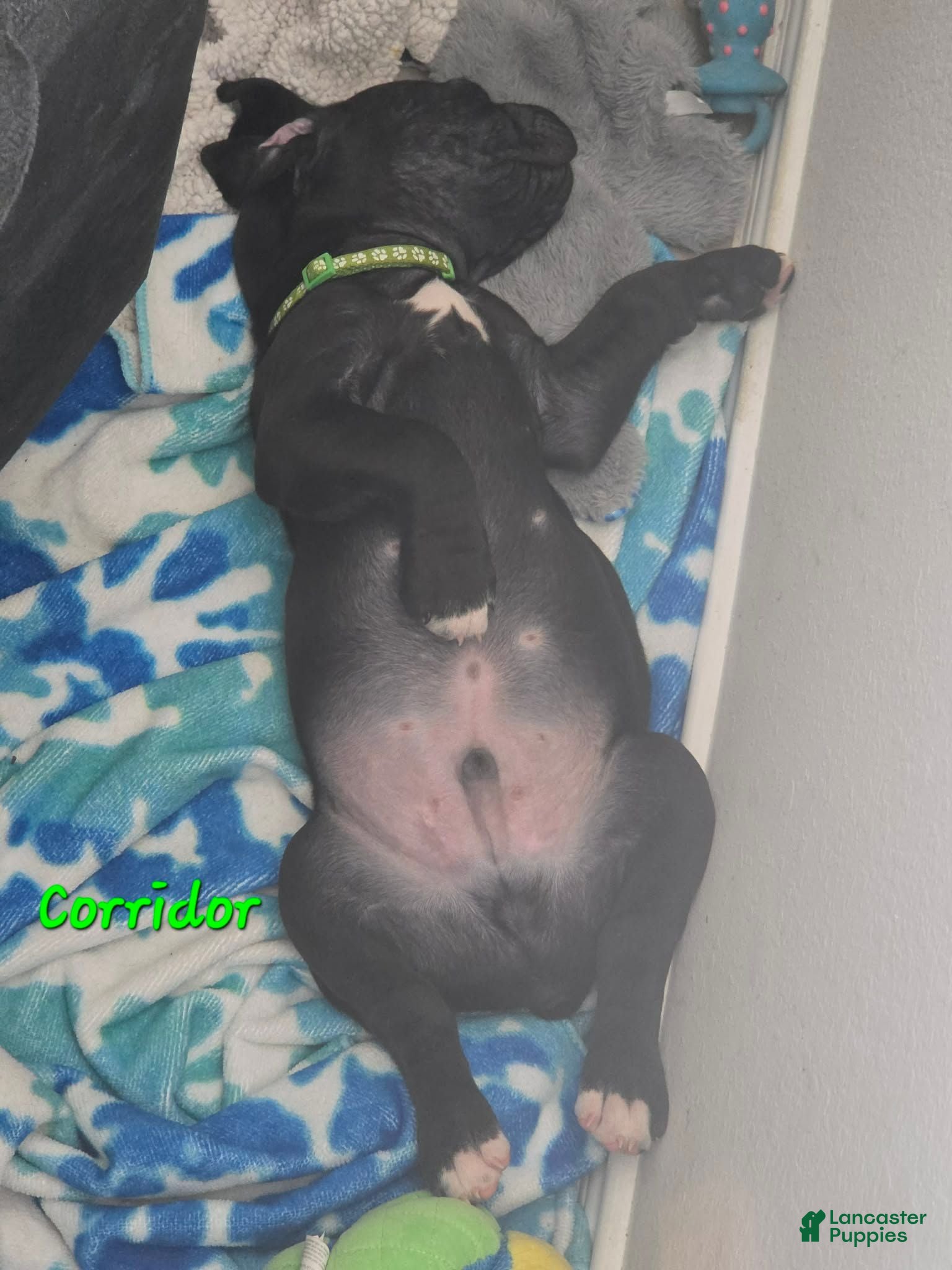Mixed Breed dogs Mixed Breed 2 - Ad 25
