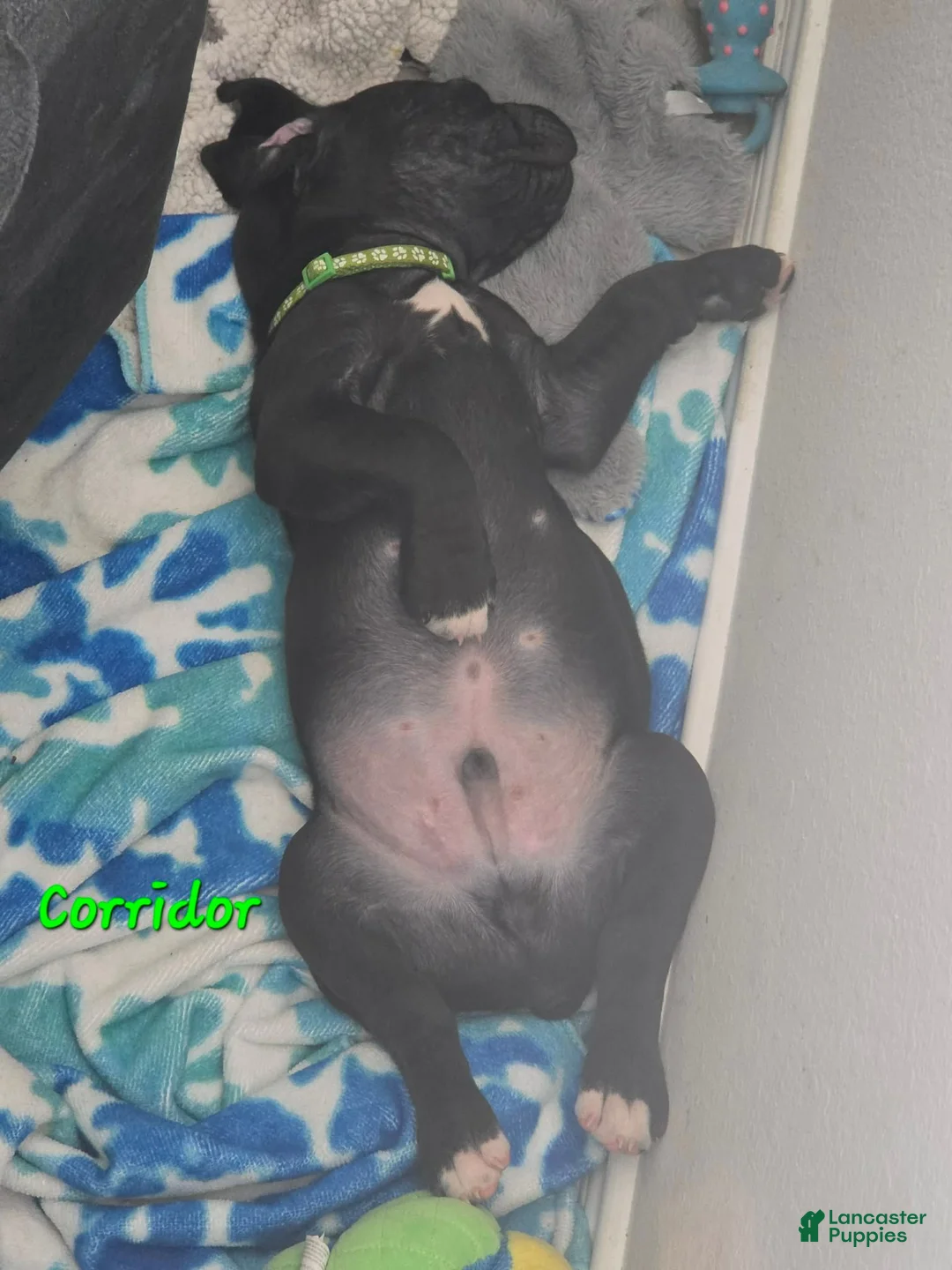 Mixed Breed dogs for sale: Mixed Breed 2 - Ad 1