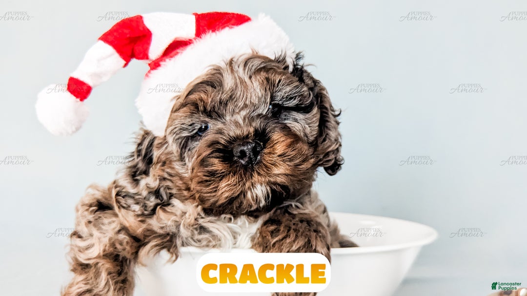 Cockapoo dogs for sale: Crackle - Ad 7