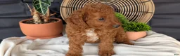 Cavapoo dogs for sale: Mason - Ad 7