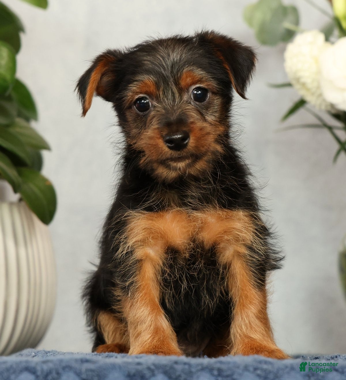 Yorkshire Terrier dogs Nolan - Ad 1
