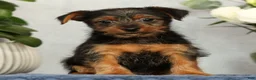 Yorkshire Terrier dogs for sale: Nolan - Ad 1