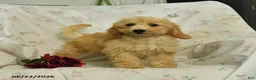 Mini Goldendoodle dogs for sale: Mckenzie - Ad 4