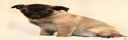 Belgian Malinois dogs for sale: Casey  - Ad 2