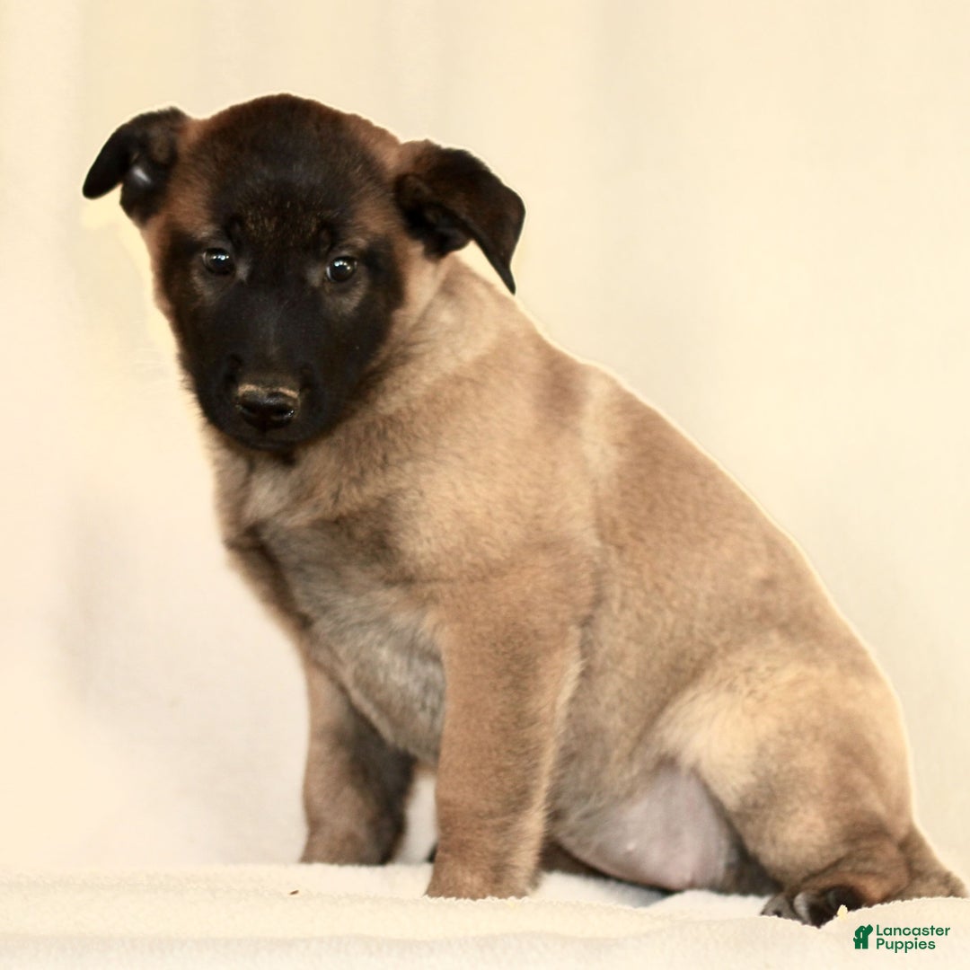 Belgian Malinois dogs for sale: Casey  - Ad 2