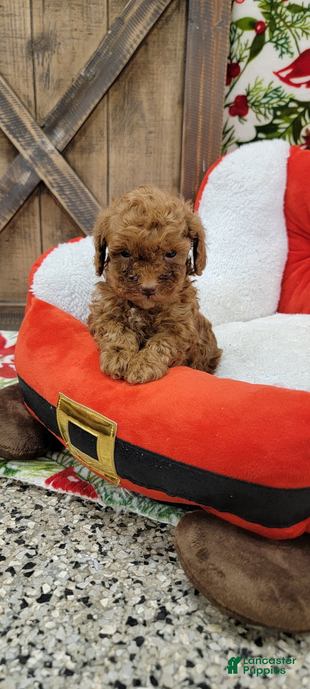 Toy Poodle dogs for sale: Midget - Ad 9