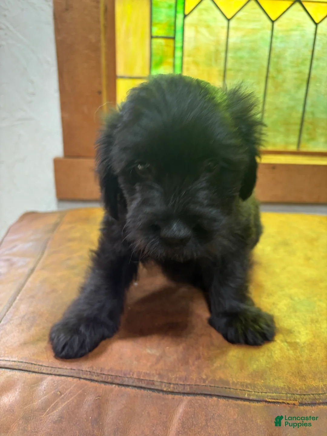 Mixed Breed dogs for sale: Maverick  - Ad 2