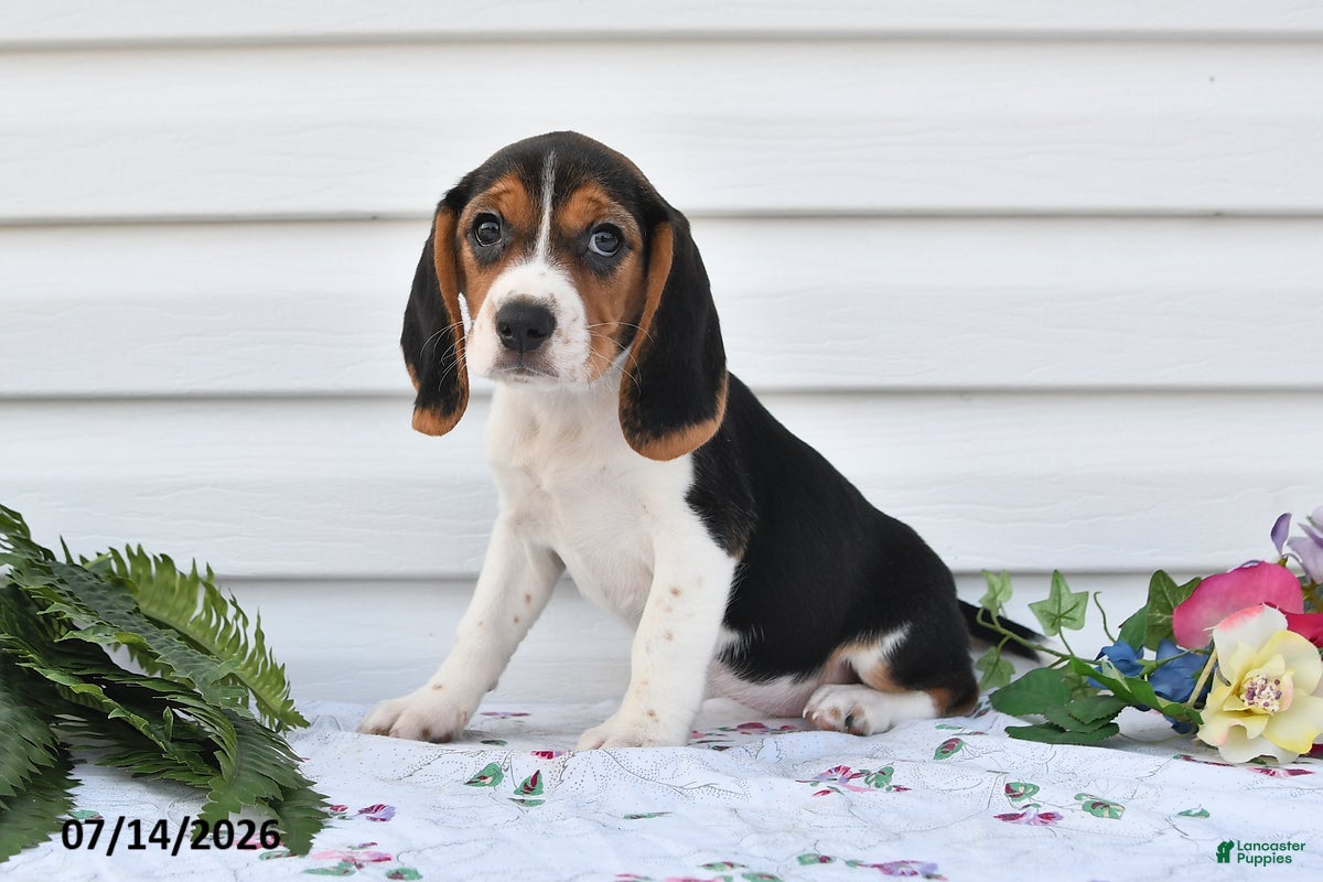 Beagle dogs Shelly - Ad 2
