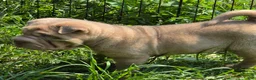 Shar Pei dogs for sale: Larry  - Ad 8