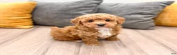 Mini Goldendoodle dogs for sale: Jenny - Ad 8