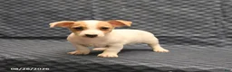 Jack Russell Terrier dogs for sale: Mikey - Ad 3
