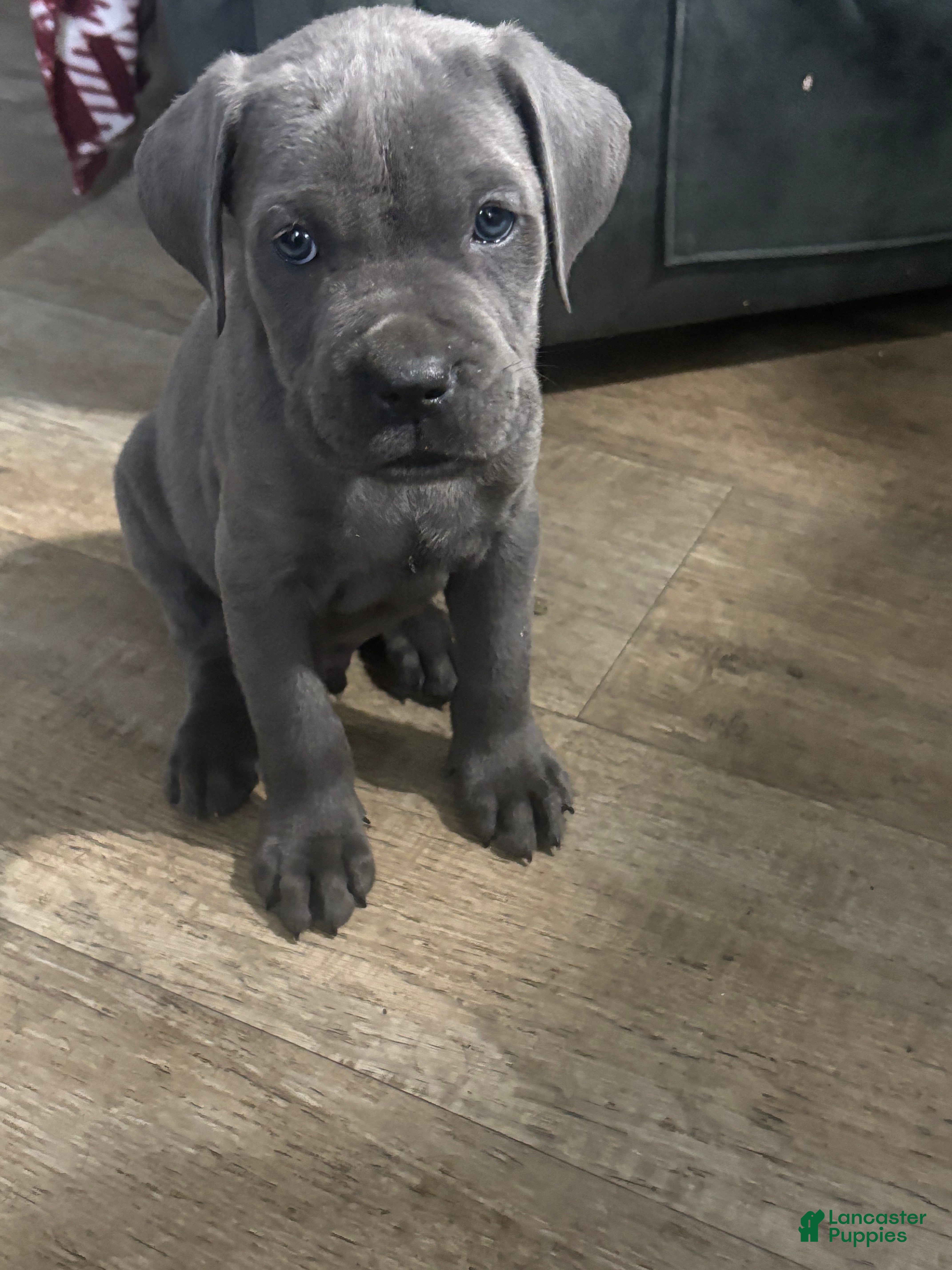 Cane Corso dogs Milo - Ad 42