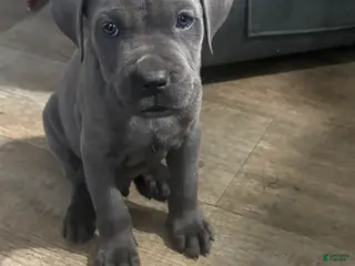 Cane Corso dogs Milo - Ad 42