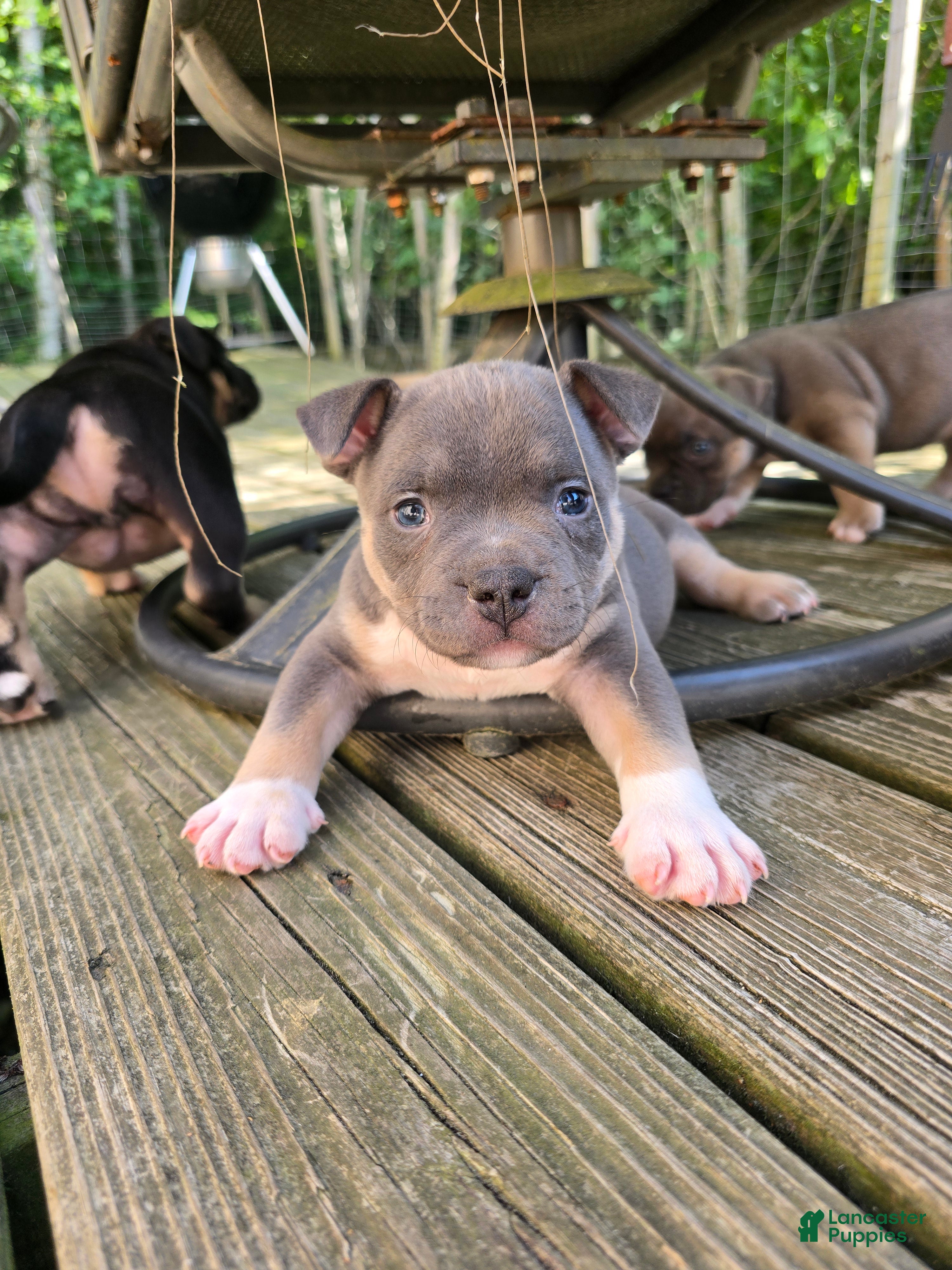 American Bully dogs Orien - Ad 27