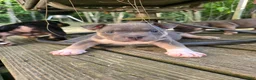 American Bully dogs for sale: Orien - Ad 1
