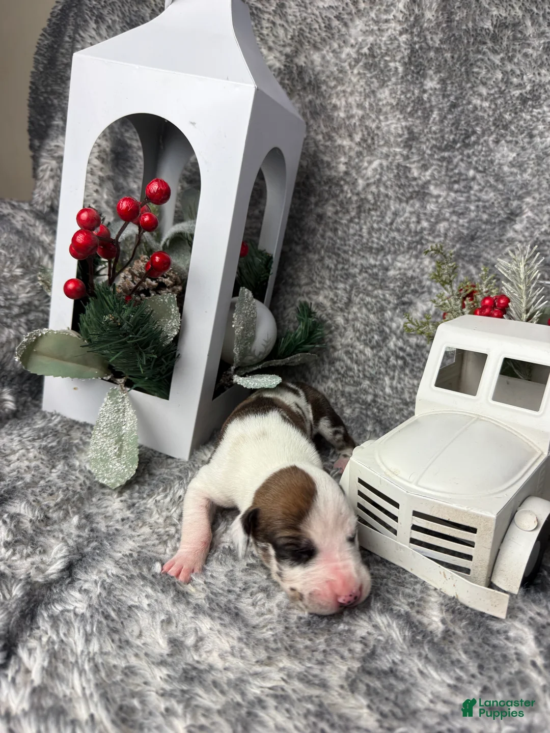 Great Dane dogs for sale: Fawnquin (Heavy Euro) - Ad 15