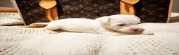Mixed Breed dogs for sale: Ice  - Ad 2
