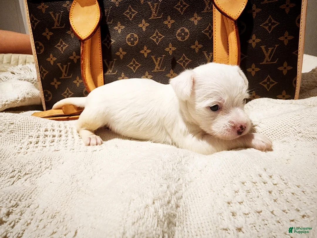 Mixed Breed dogs for sale: Ice  - Ad 2