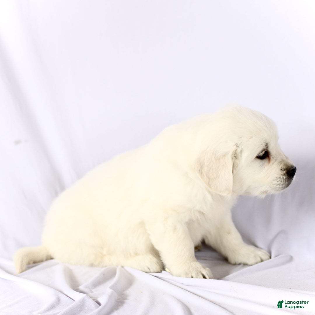 Golden Retriever dogs for sale: Shane  - Ad 3