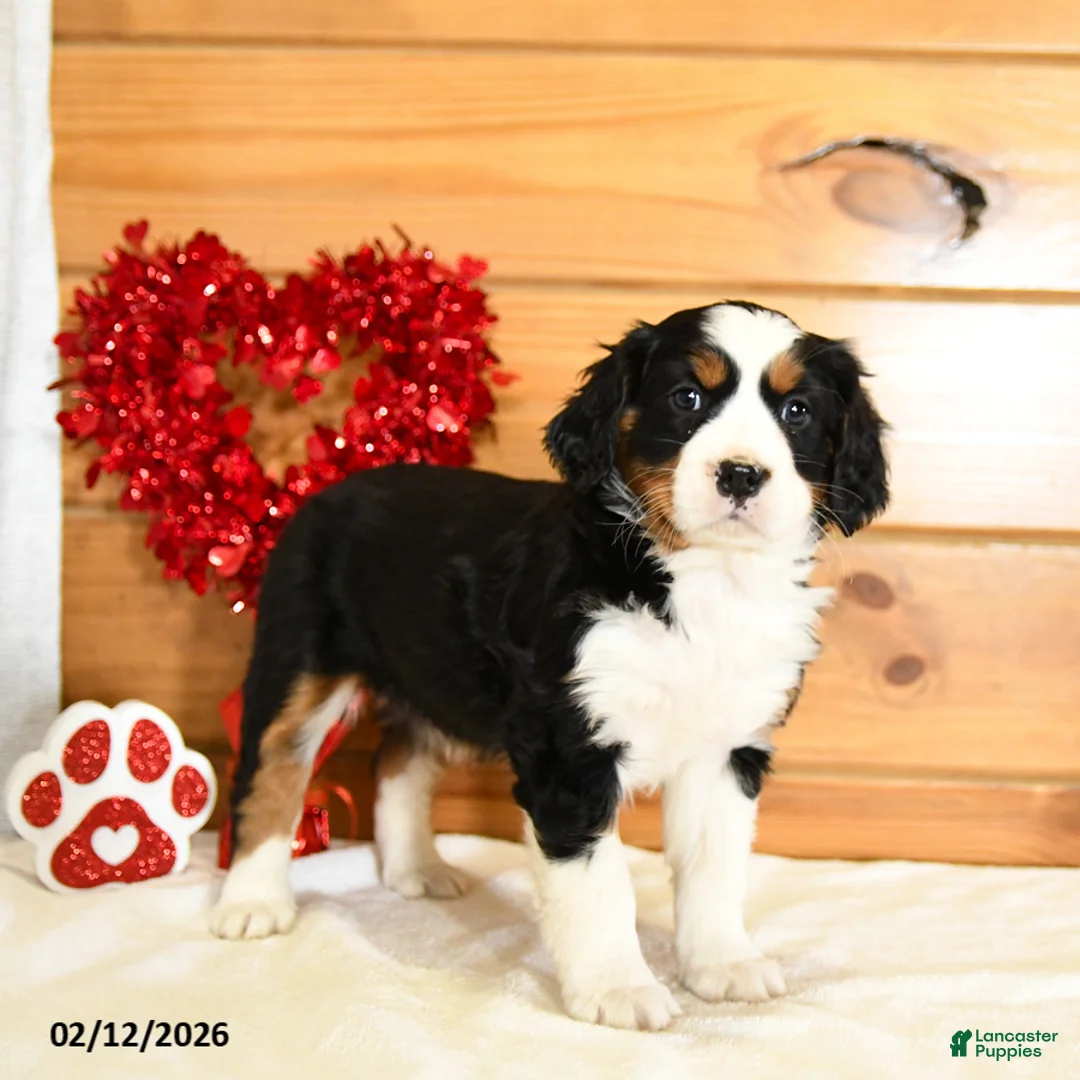 Miniature Bernese Mountain Dog dogs for sale: Violet - Ad 3