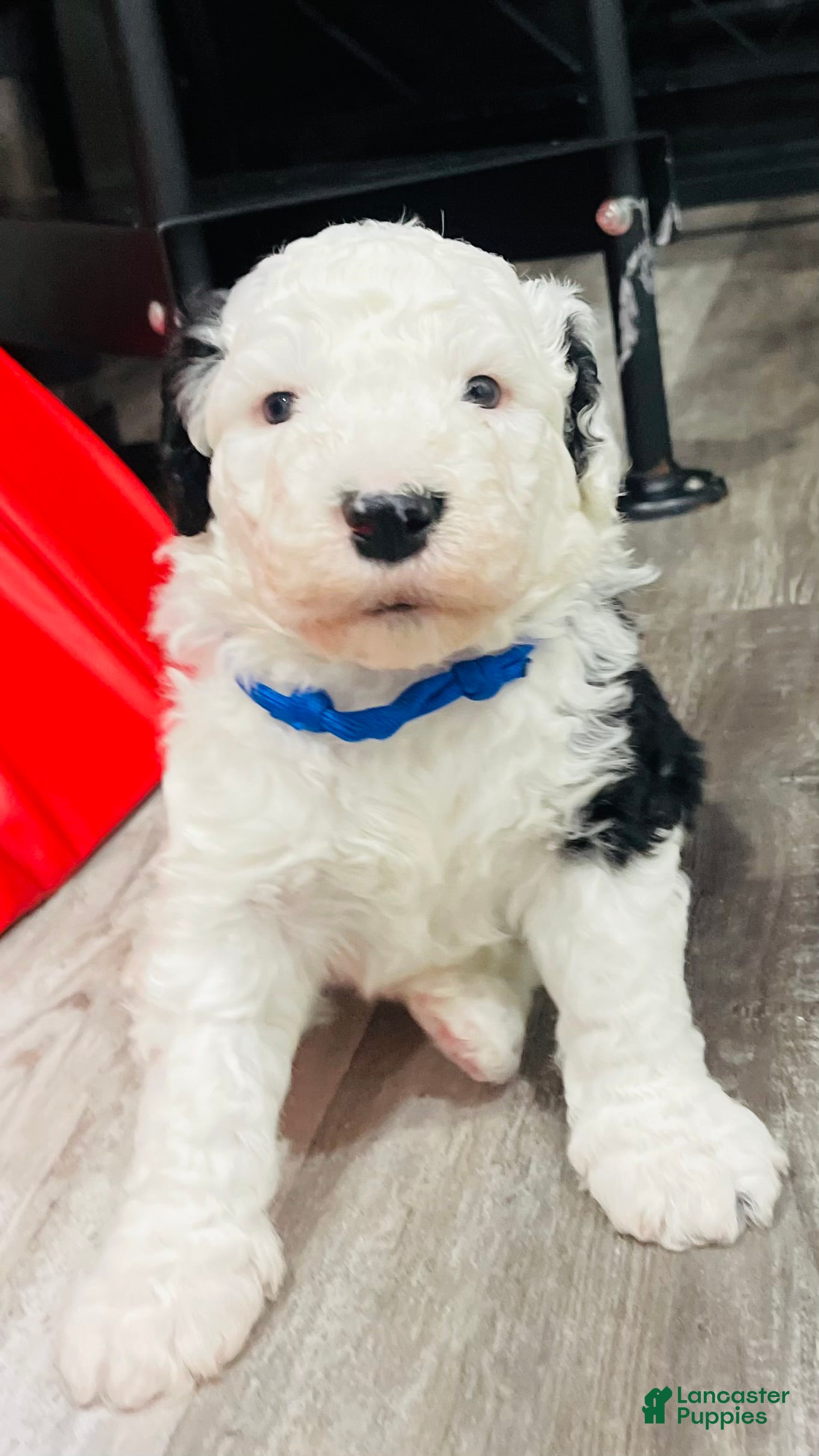 Sheepadoodle dogs Shadow  - Ad 14