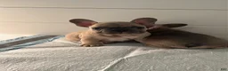 French Bulldog dogs for sale: Boy 2 - Ad 1