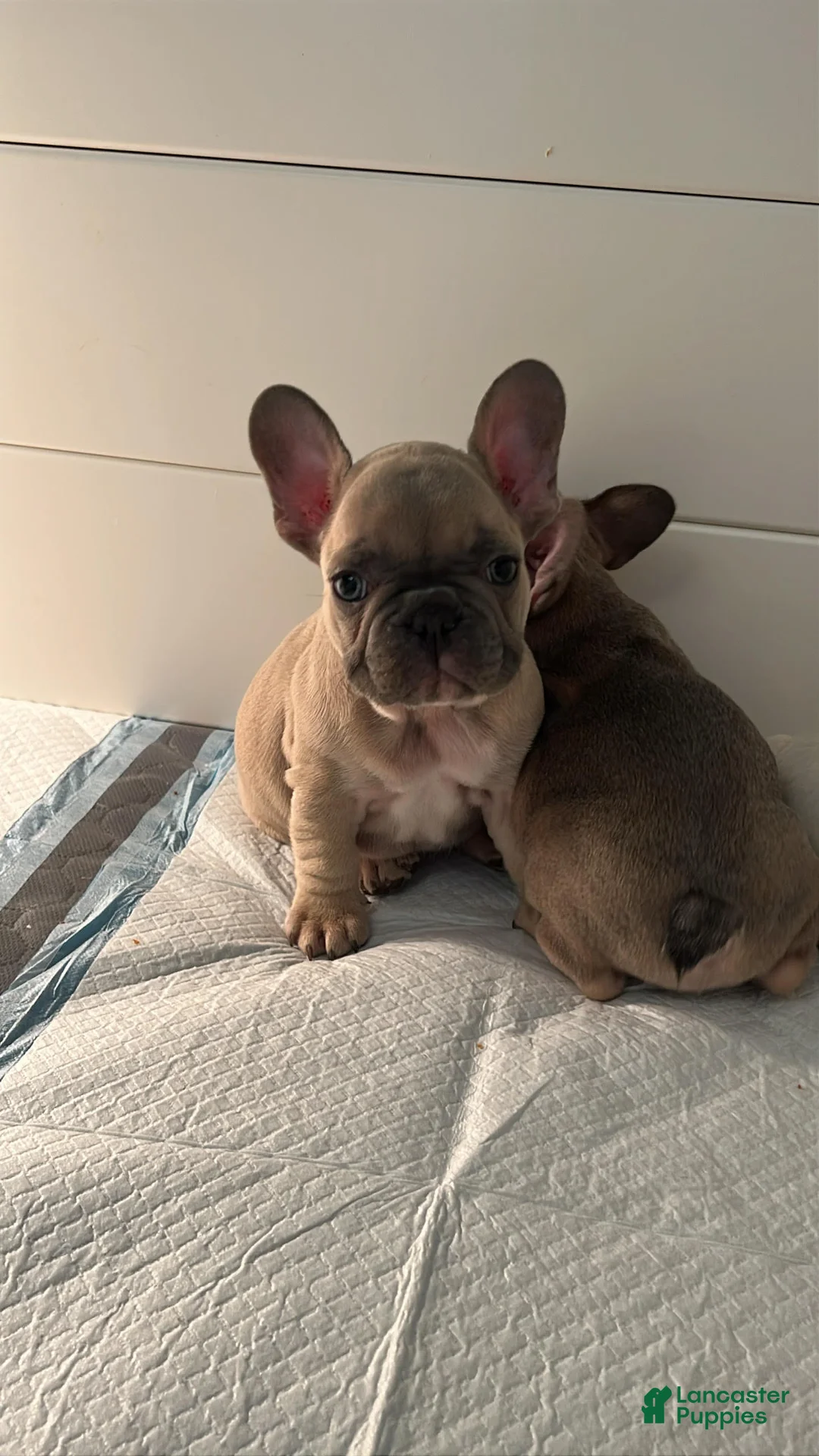 French Bulldog dogs for sale: Boy 2 - Ad 1