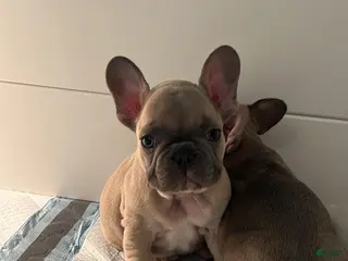 French Bulldog dogs Boy 2 - Ad 36