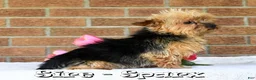 Yorkshire Terrier dogs for sale: Bella - Ad 11