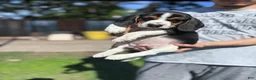 Beagle dogs for sale: Blossom ❤️ - Ad 6