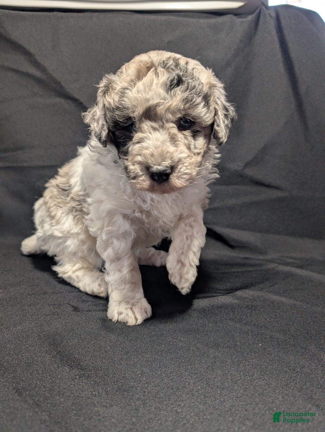 Mixed Breed dogs for sale: Connor  - Ad 3