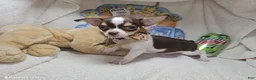 Chihuahua dogs for sale: King Tut [Bob-Tail] [T Cup] - Ad 1