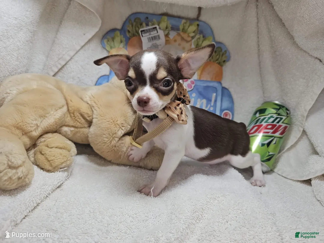 Chihuahua dogs for sale: King Tut [Bob-Tail] [T Cup] - Ad 1