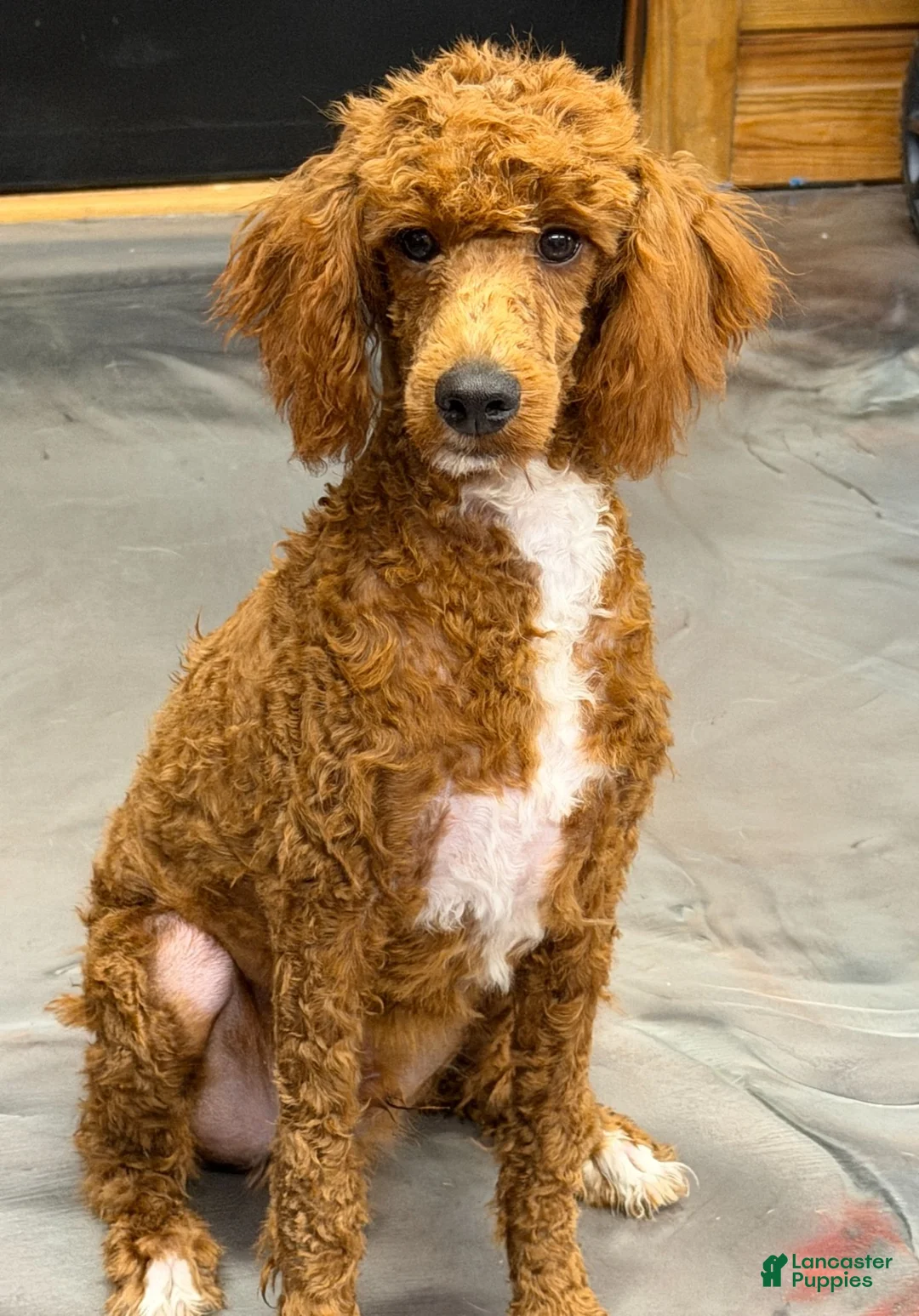 Miniature Poodle dogs for sale: Fireball - Ad 2