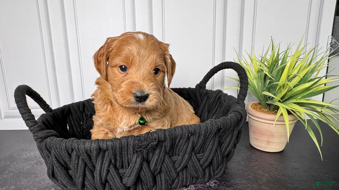 Mini Goldendoodle dogs for sale: Zero Mini Goldendoodle - Ad 2