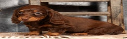 Miniature Dachshund dogs for sale: Alli - Ad 4