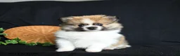 Pomeranian dogs for sale: Pouncer - Ad 3