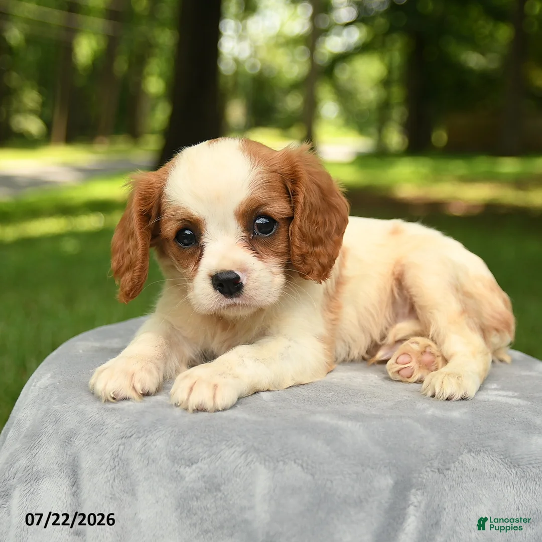 Cavalier King Charles Spaniel dogs for sale: Maverick - Ad 3
